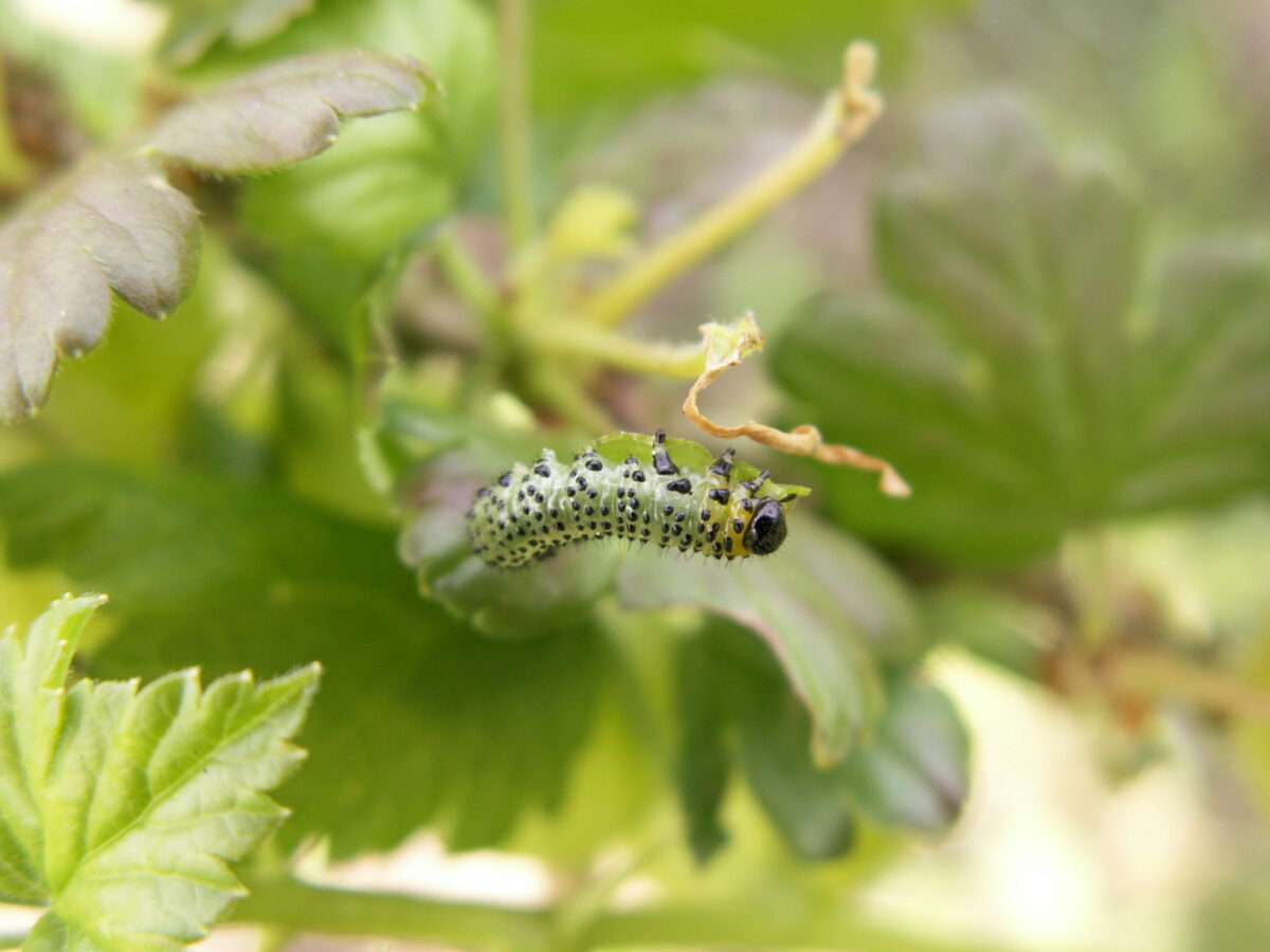 Gooseberry sawfly on a leaf