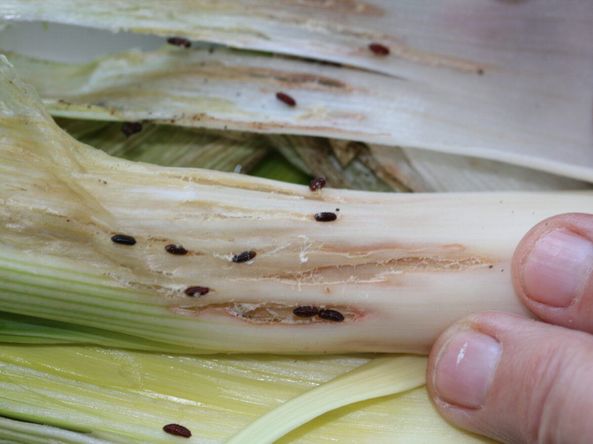 Allium leaf miner