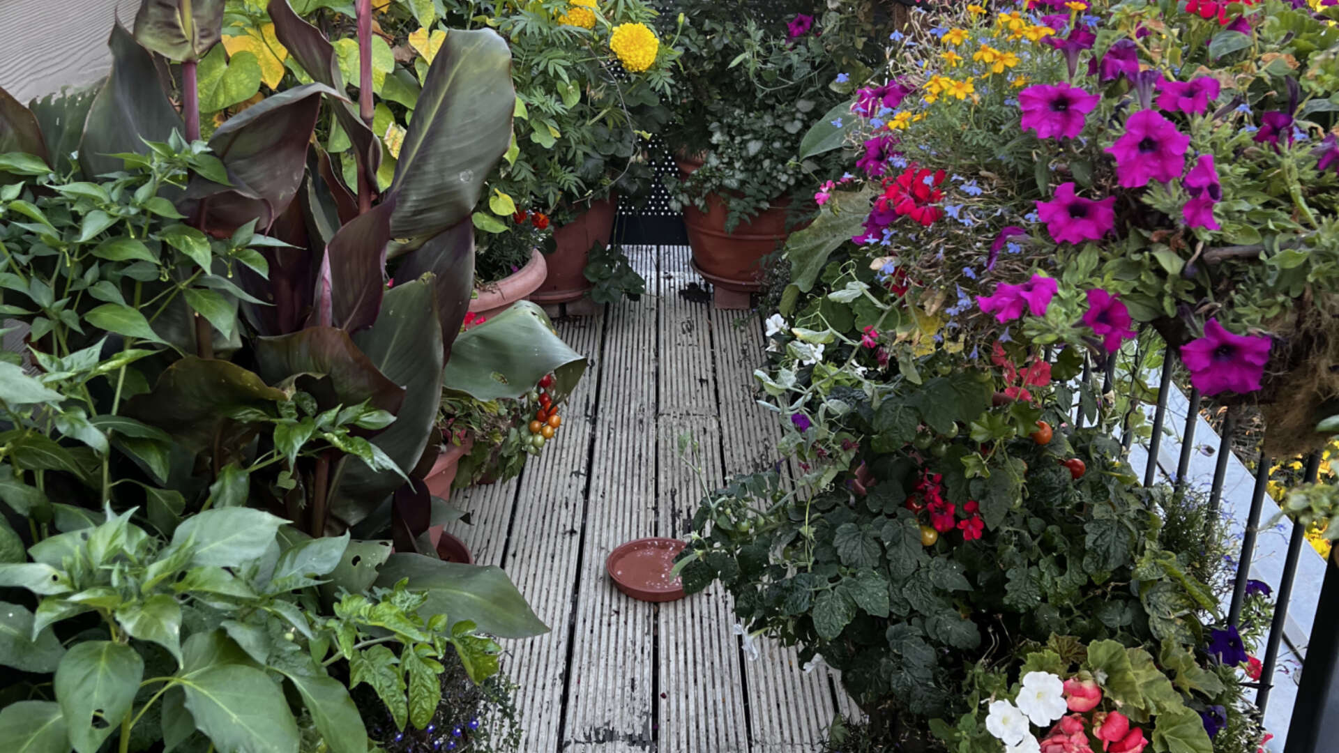 Balcony growing food and flowers