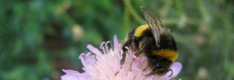 Bee on flower