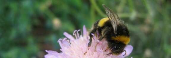 Bee on a flower