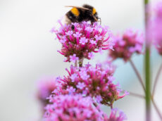 Bee sitting on top of a pink verbena flower