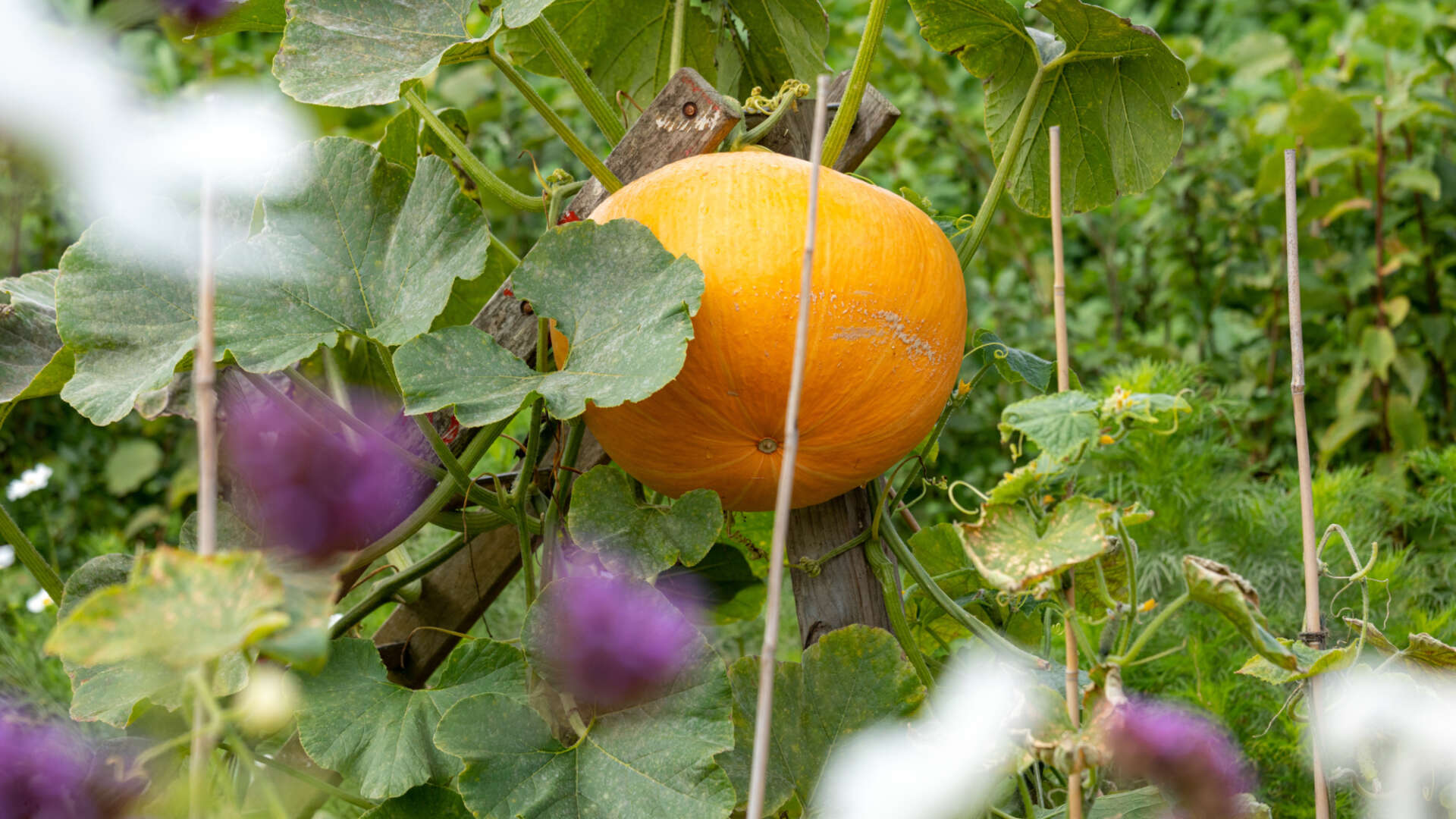 Vegetables and flowers growing together at Ryton