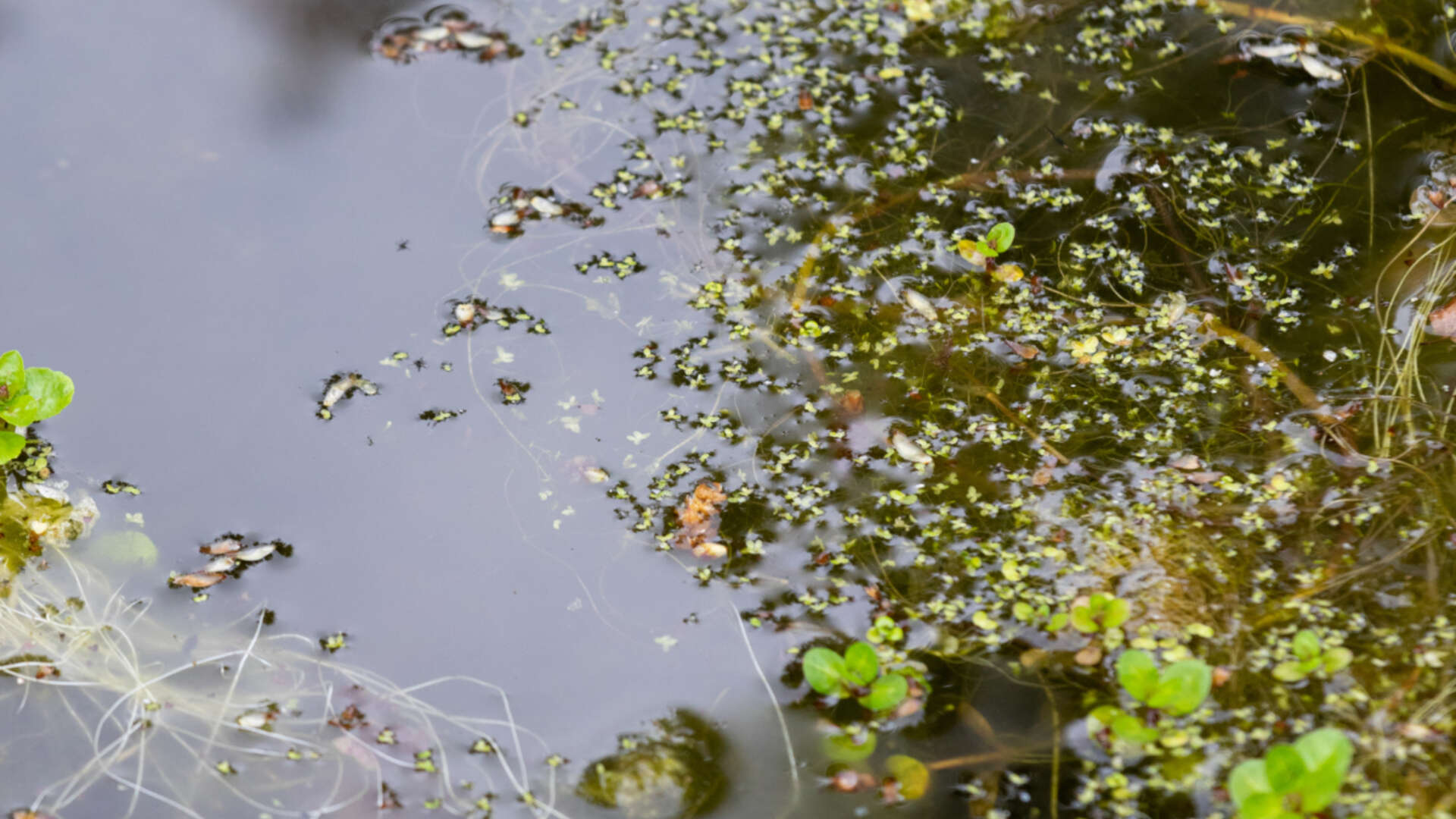 Bog garden