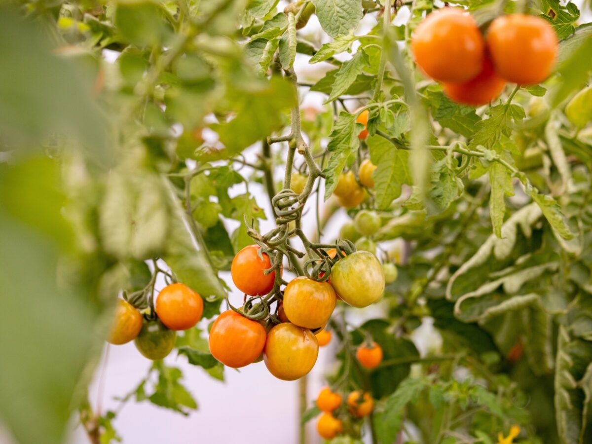 Tomatoes on the vine