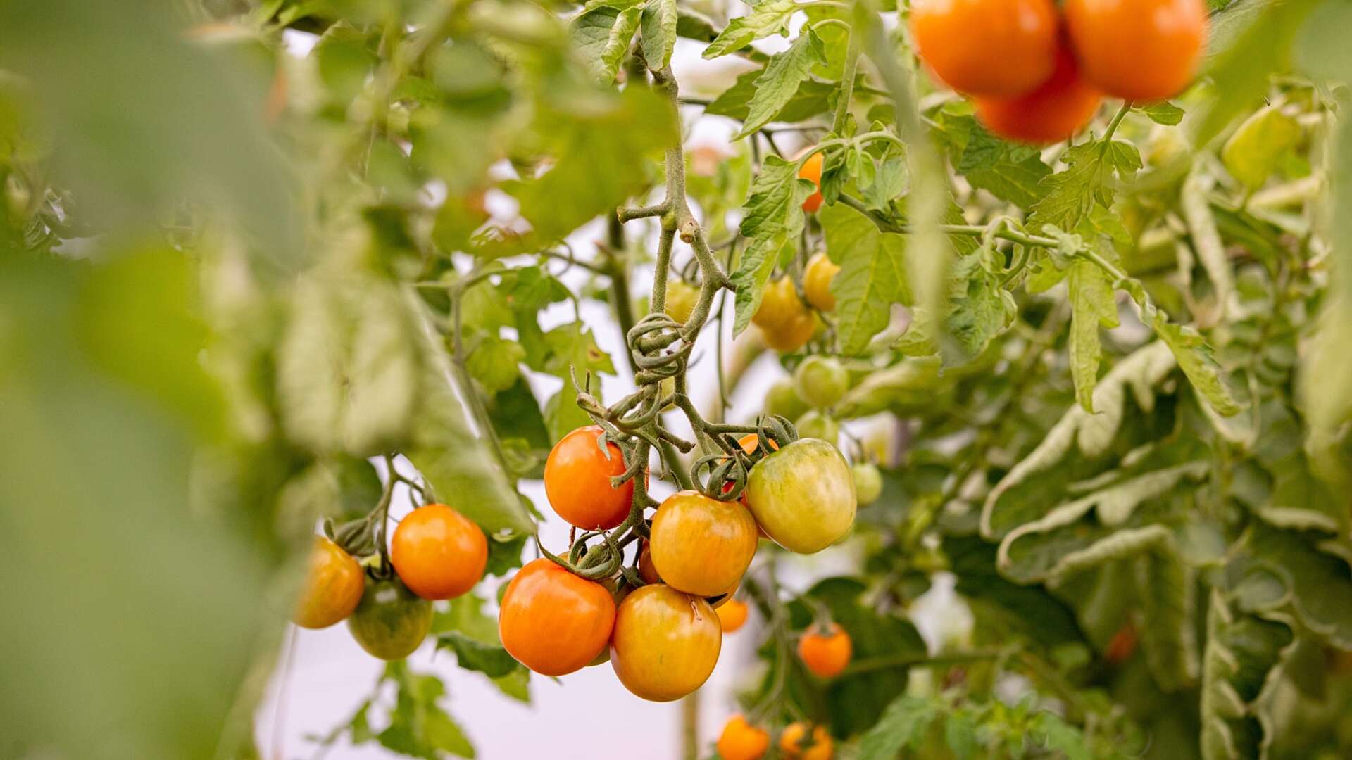 Tomatoes on the vine