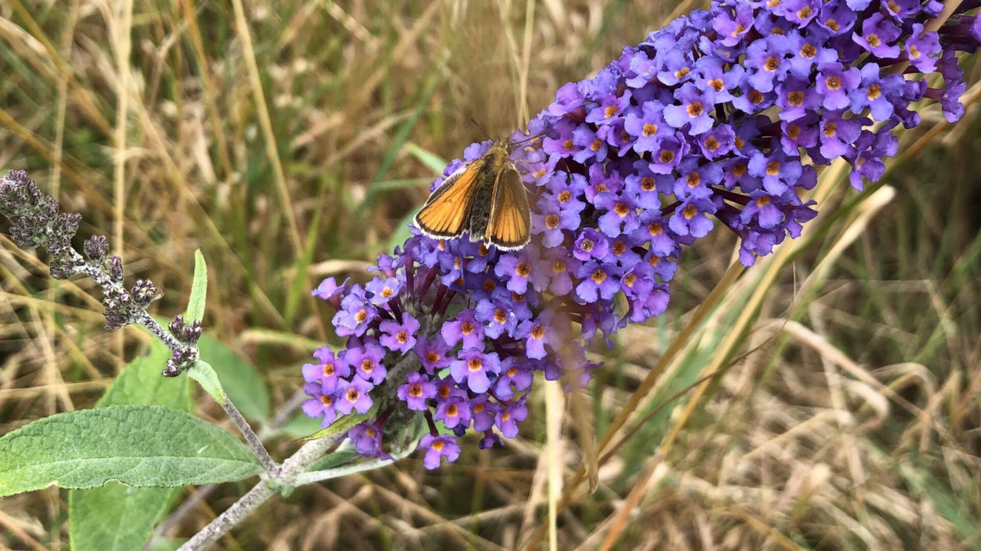 Butterfly on buddhlia