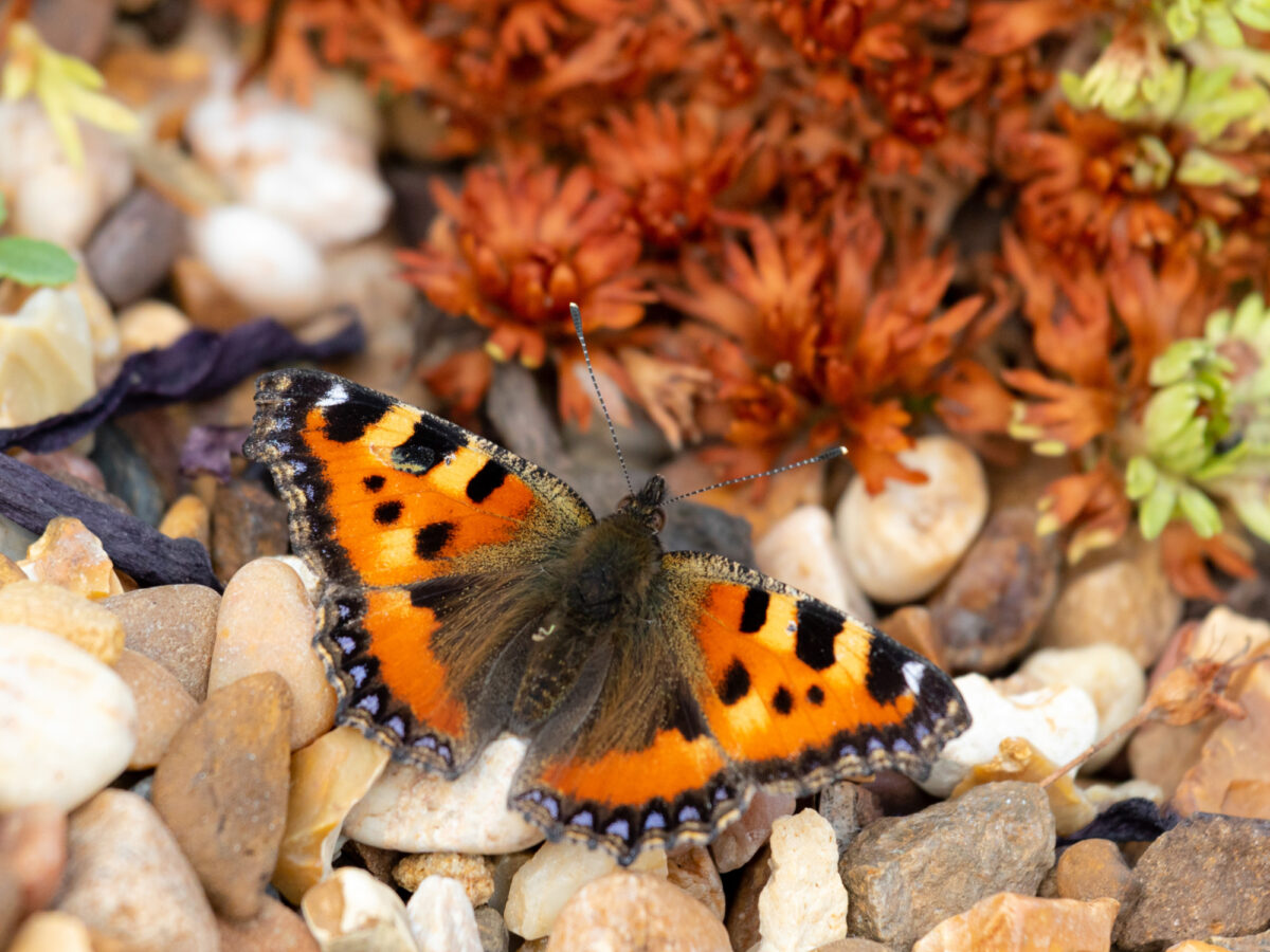 Butterfly in the garden