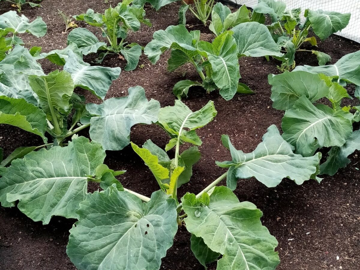 Adams early cauliflower