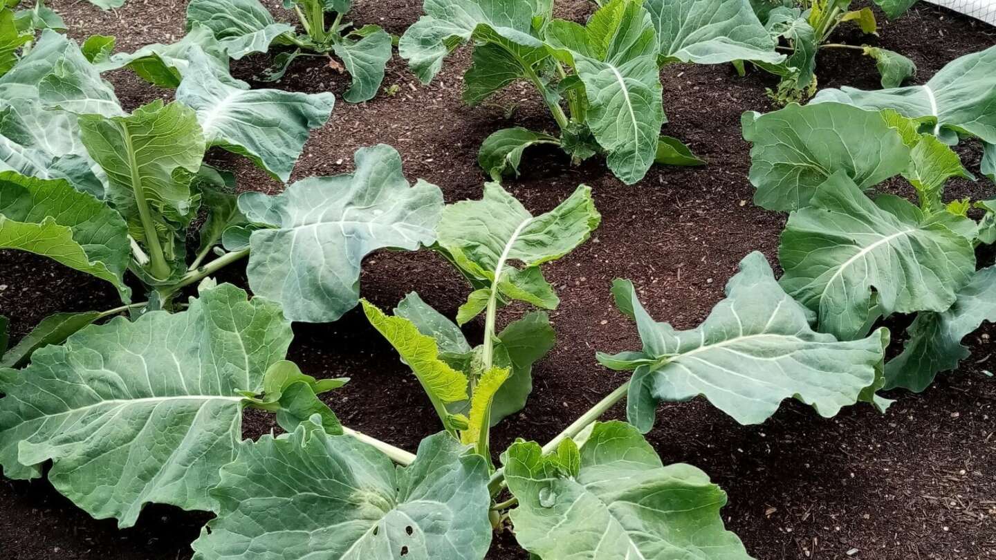 Adams early cauliflower