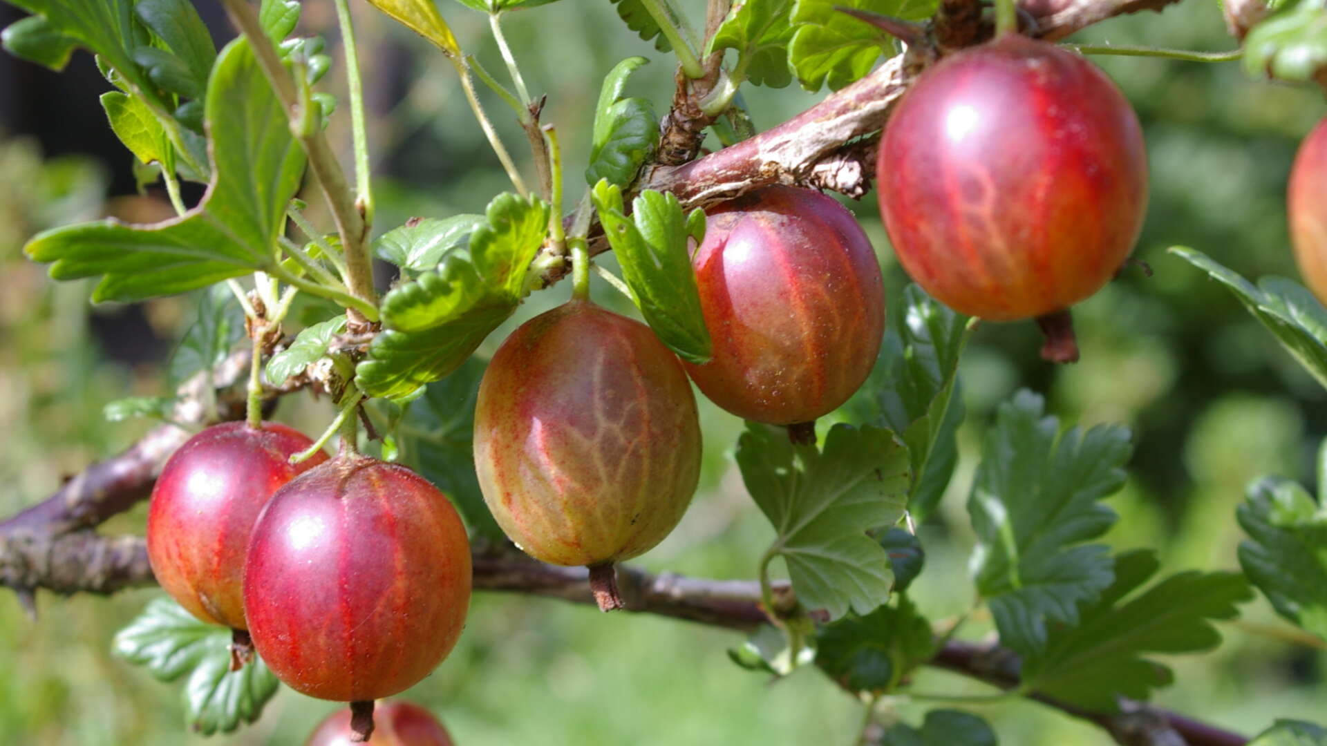 Goosberries on plant