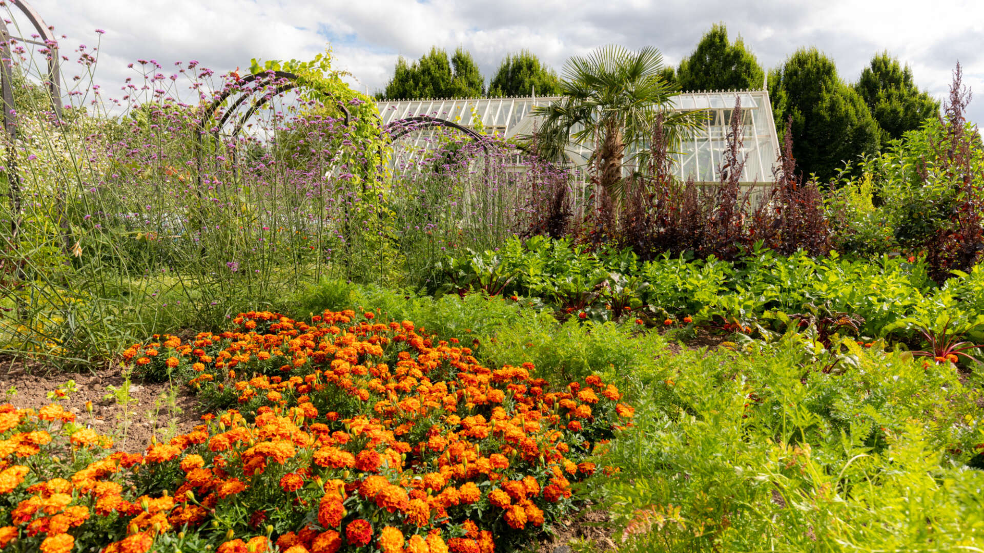 Mixture of plants in a garden