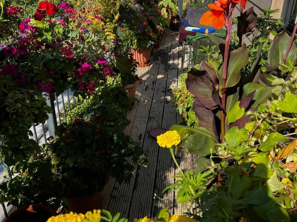 Chris's balcony garden