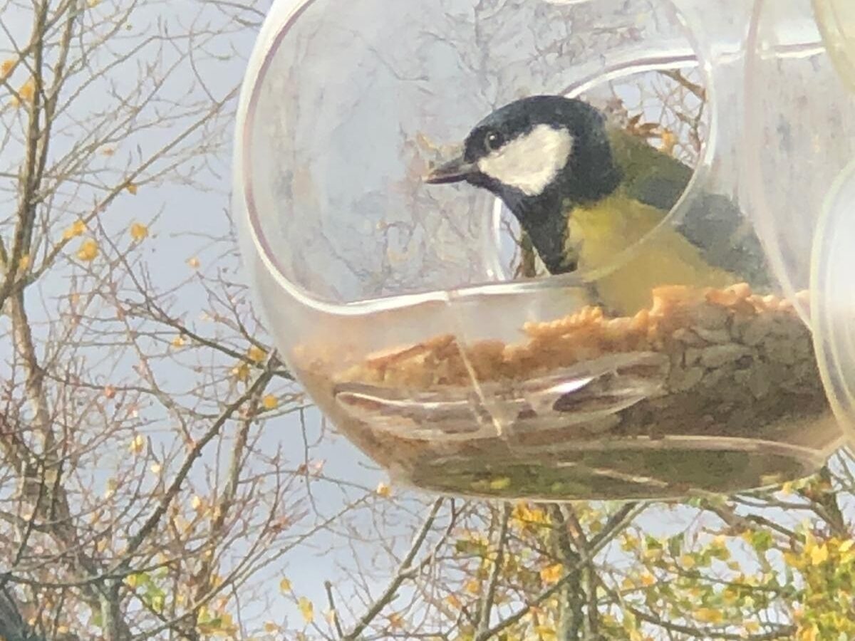 Bird on balcony