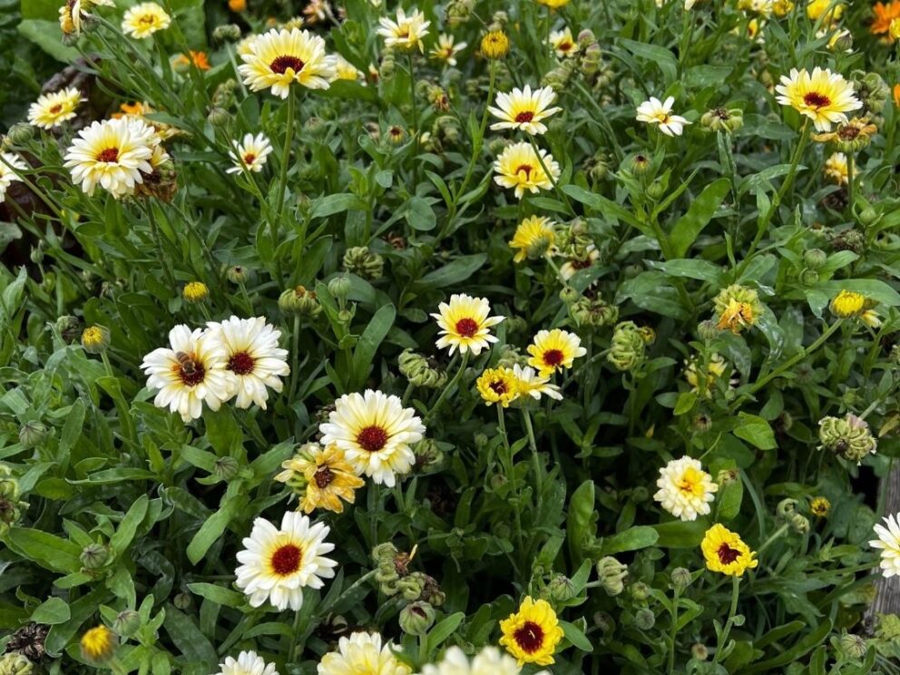 Garden flowers