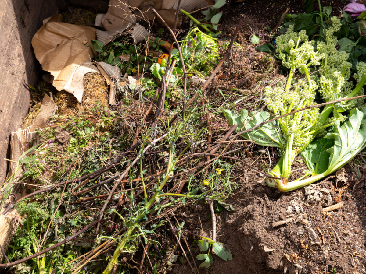 Various leaves and items in compost bin