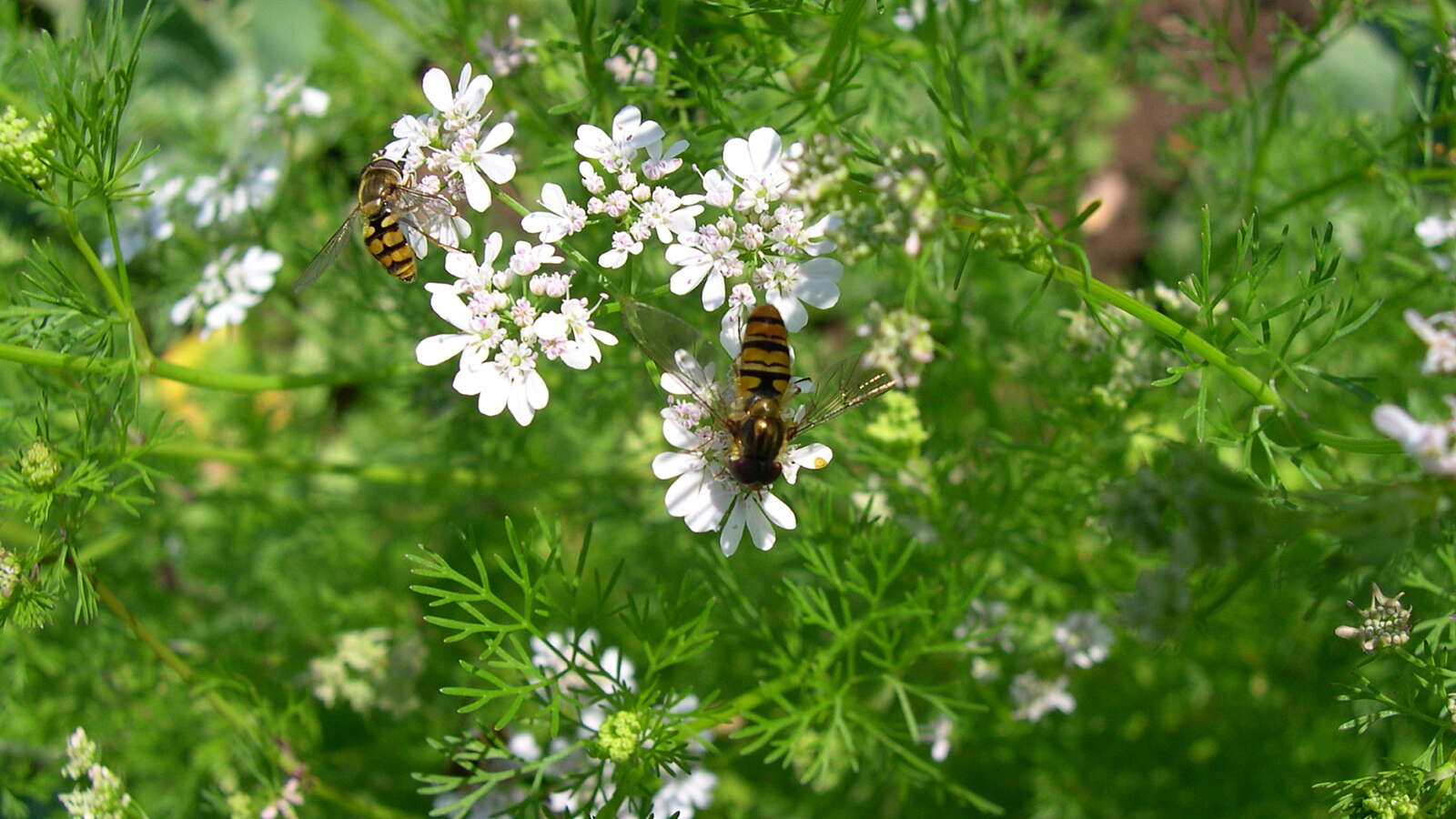 A flowering coriander plant that has attracted bees.