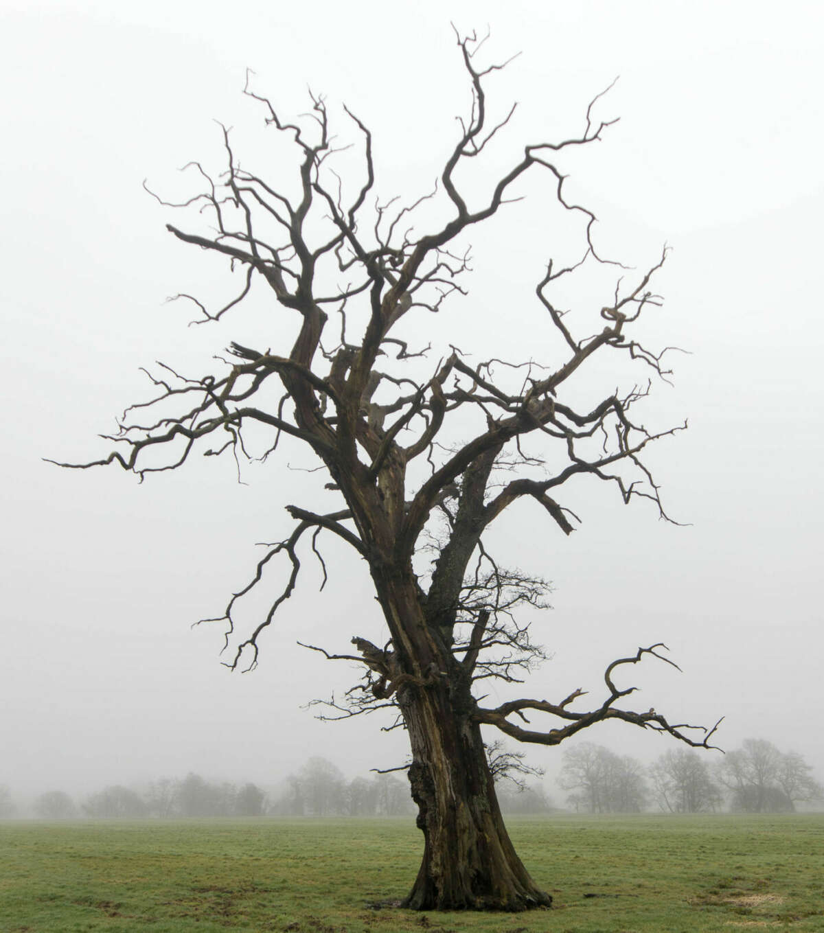 Dead oak tree