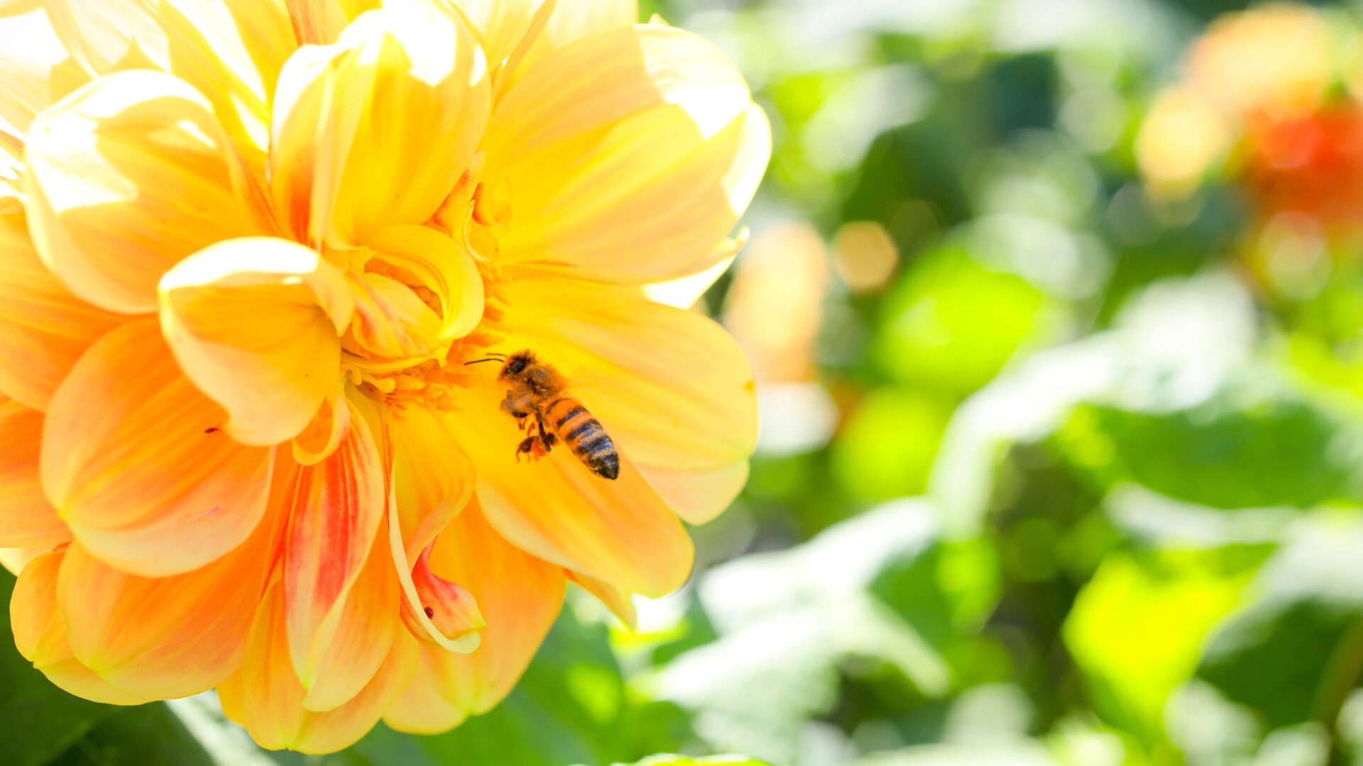 Bee on flower