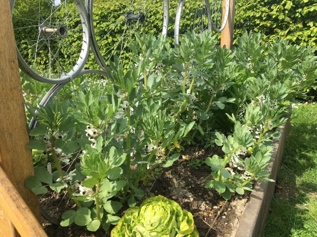 Broad beans growing at Edible Playground project