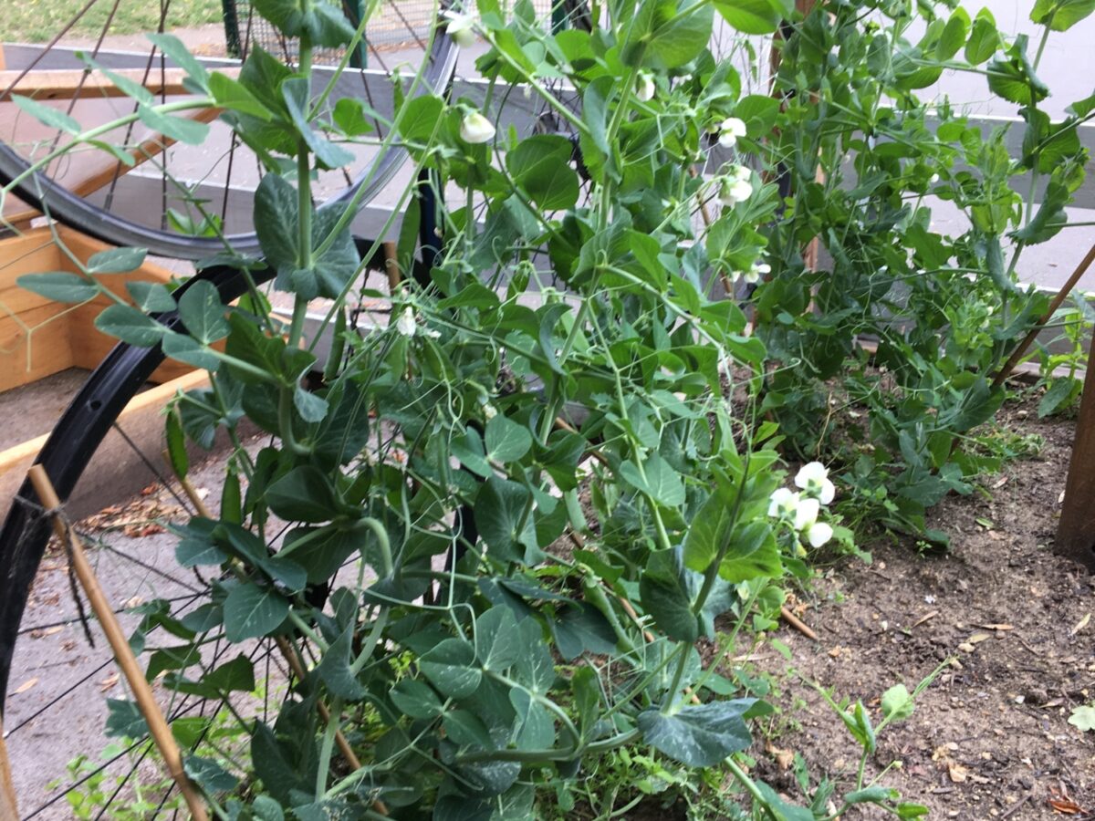 Broad bean plants growing on bike wheels being used as trellis