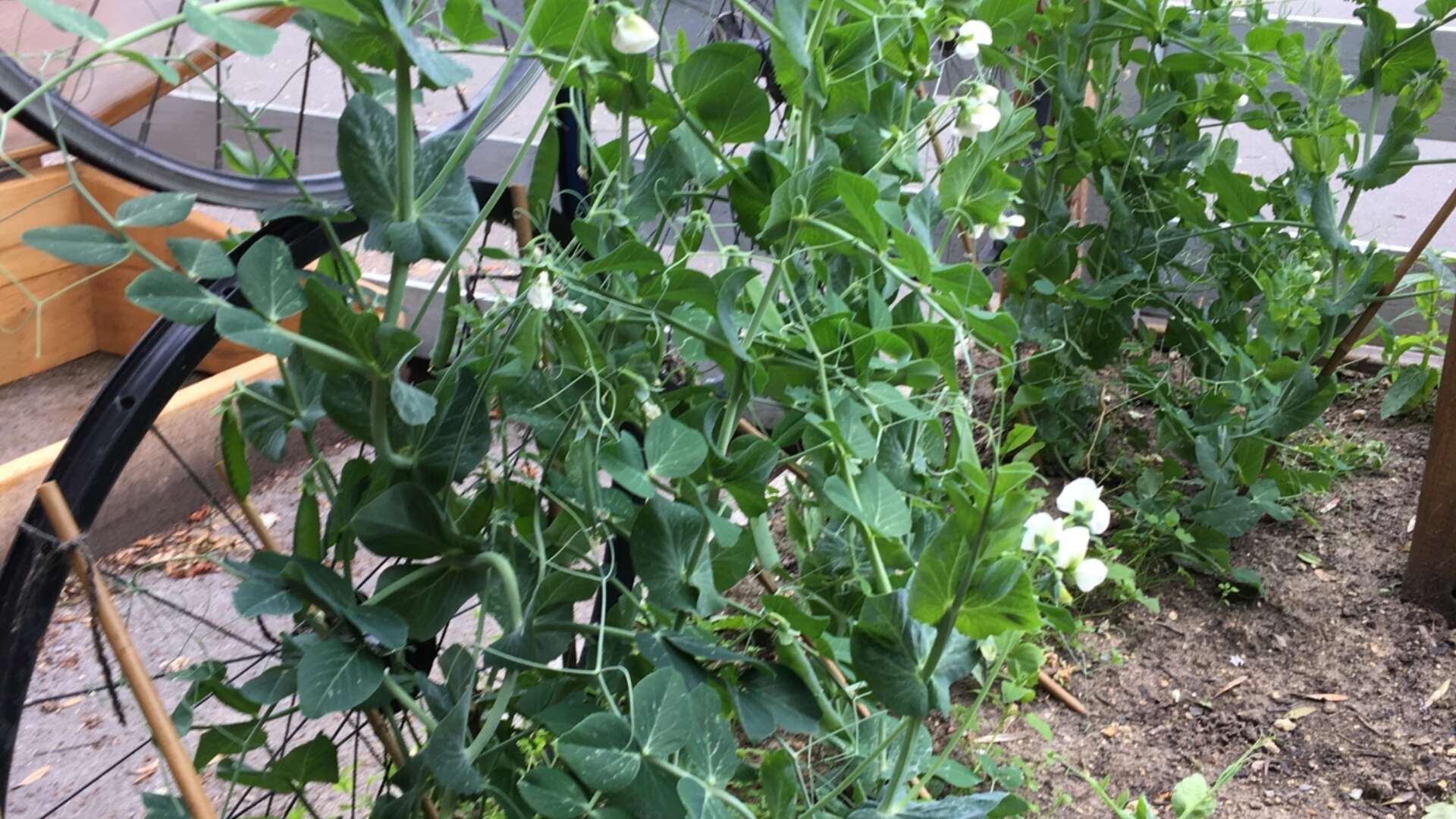 Broad bean plants growing on bike wheels being used as trellis