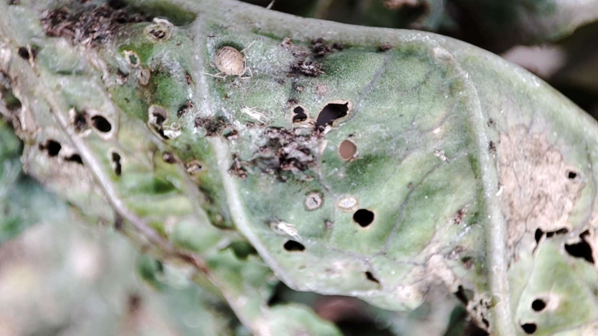 Ragged jack kale with parasitised aphid