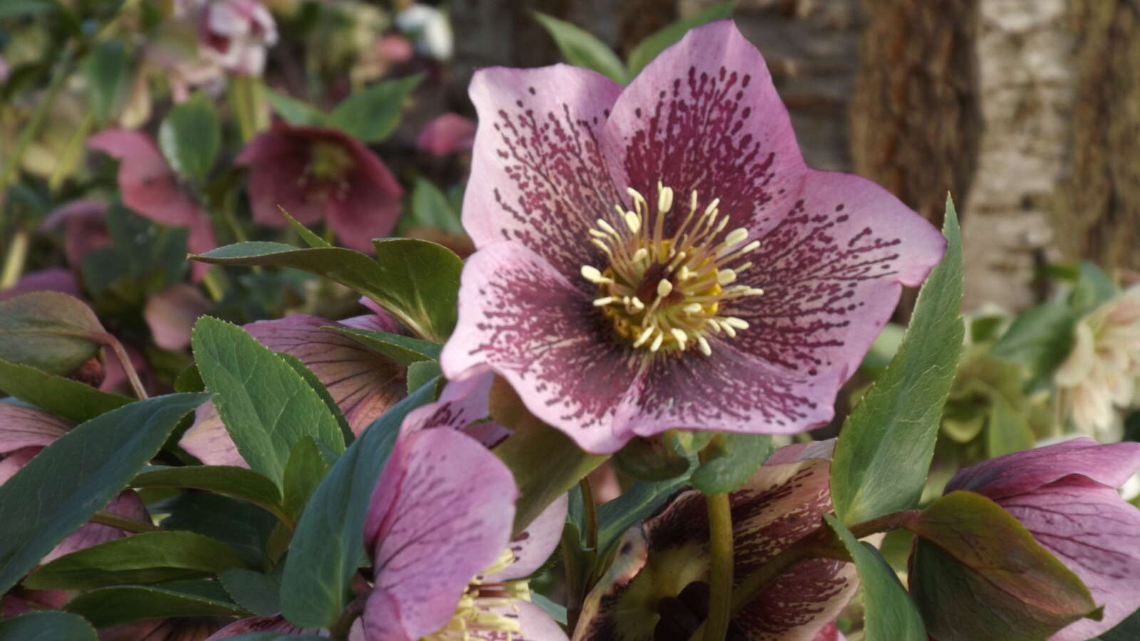 Helebores growing in February