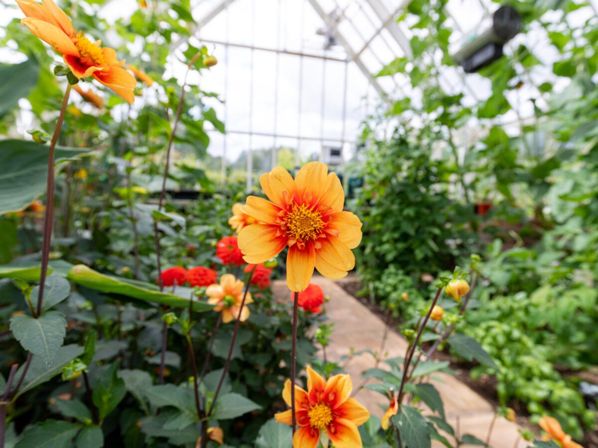 Flowers in greenhouse