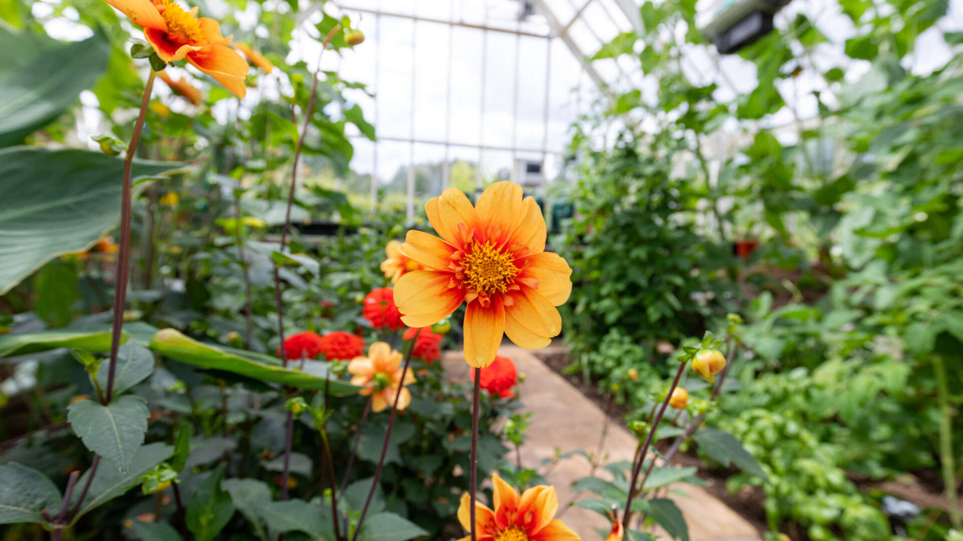 Flowers in greenhouse