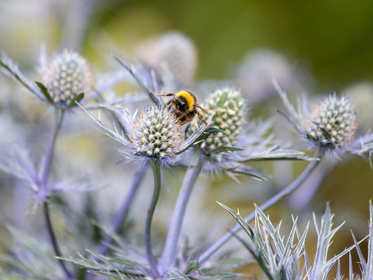 Bee on flowers