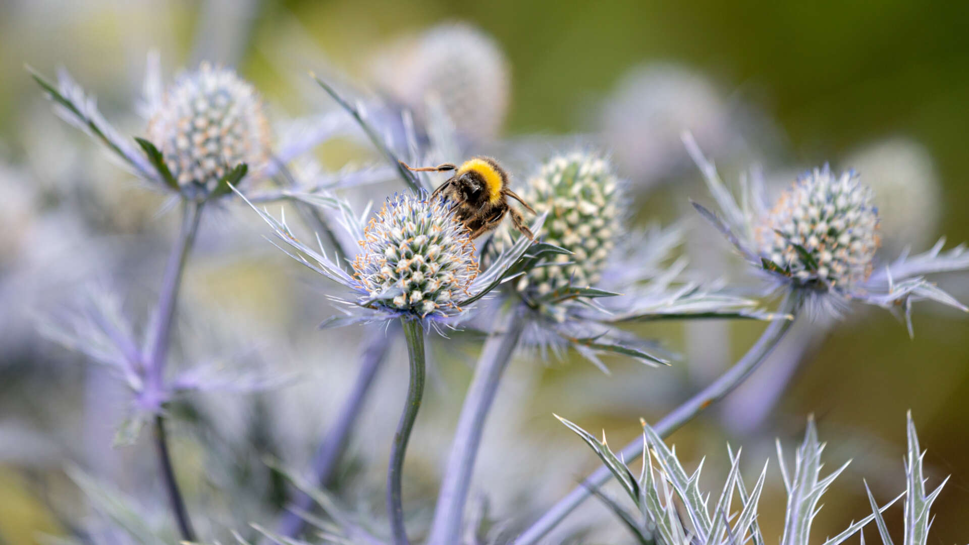 Bee on flowers