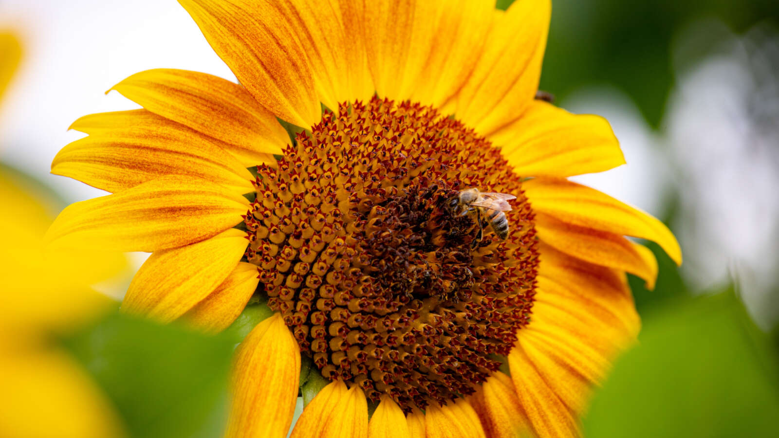 Bee hovering by a sunflower