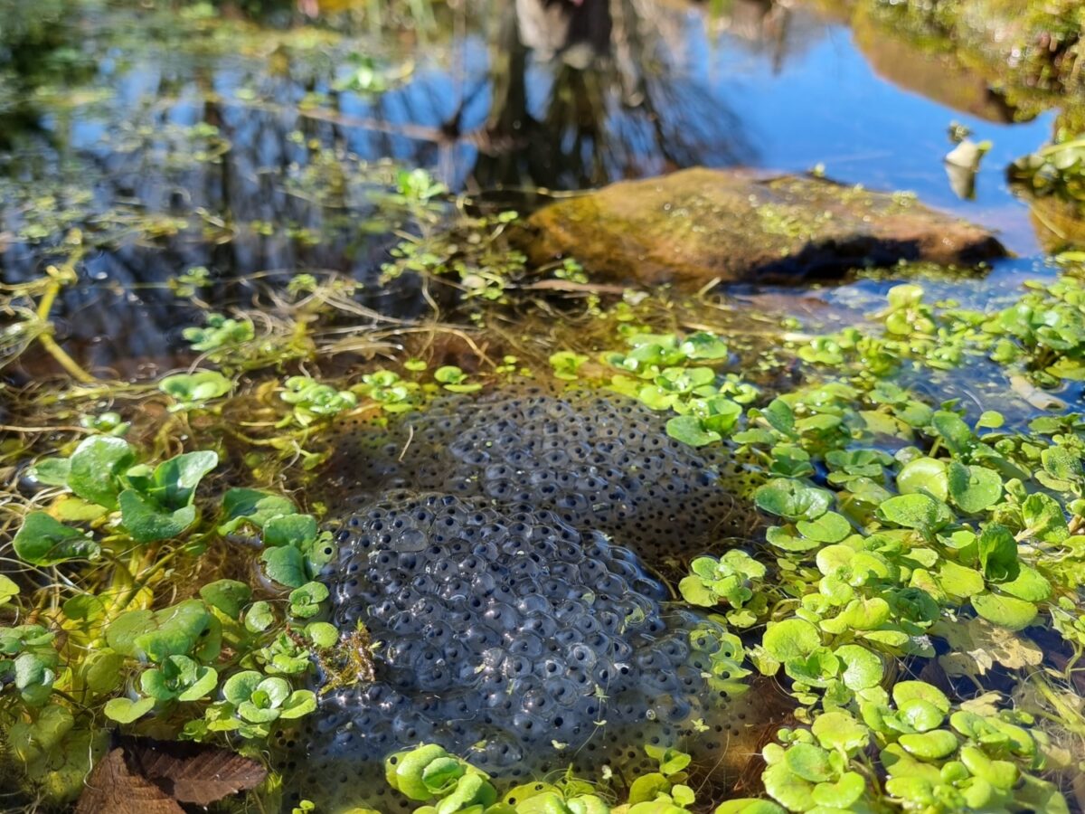Frog spawn in garden pond