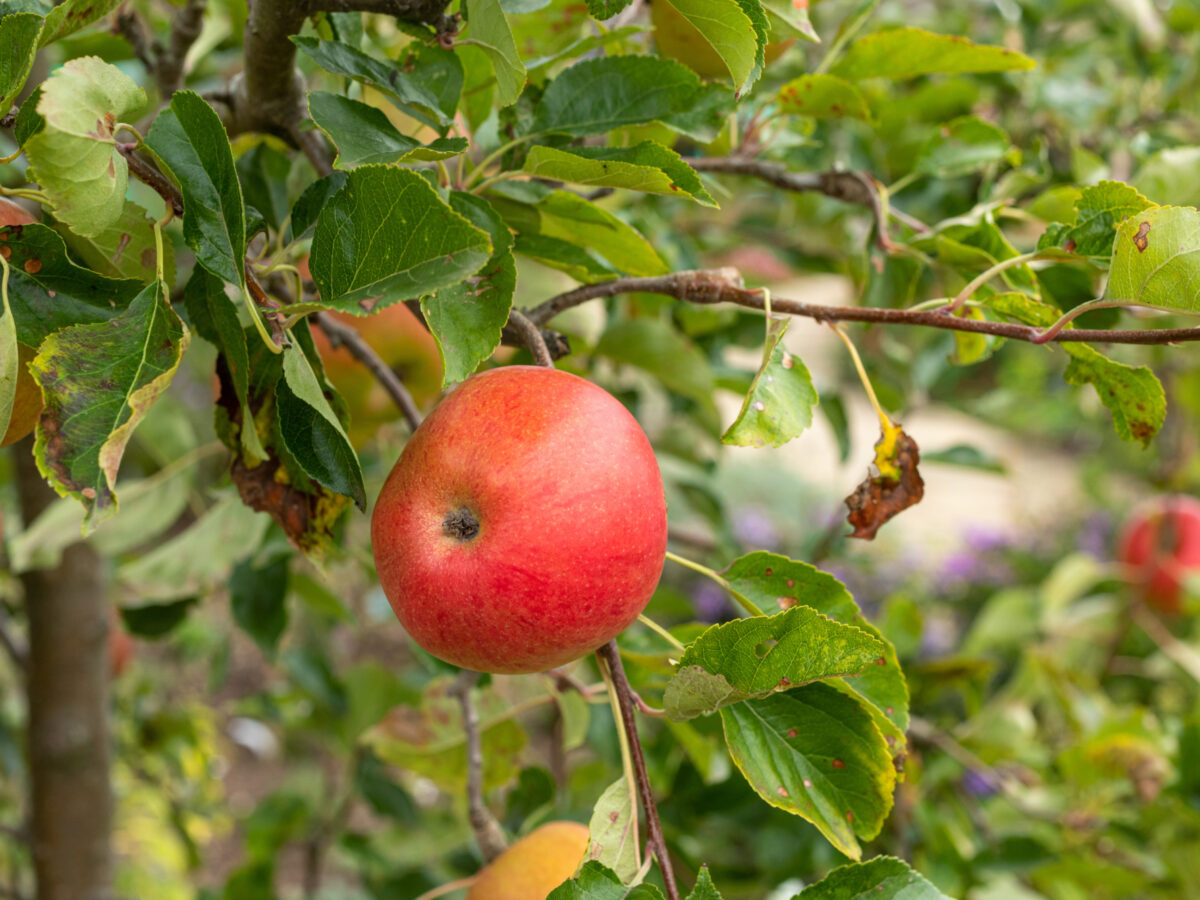 Apple on apple tree