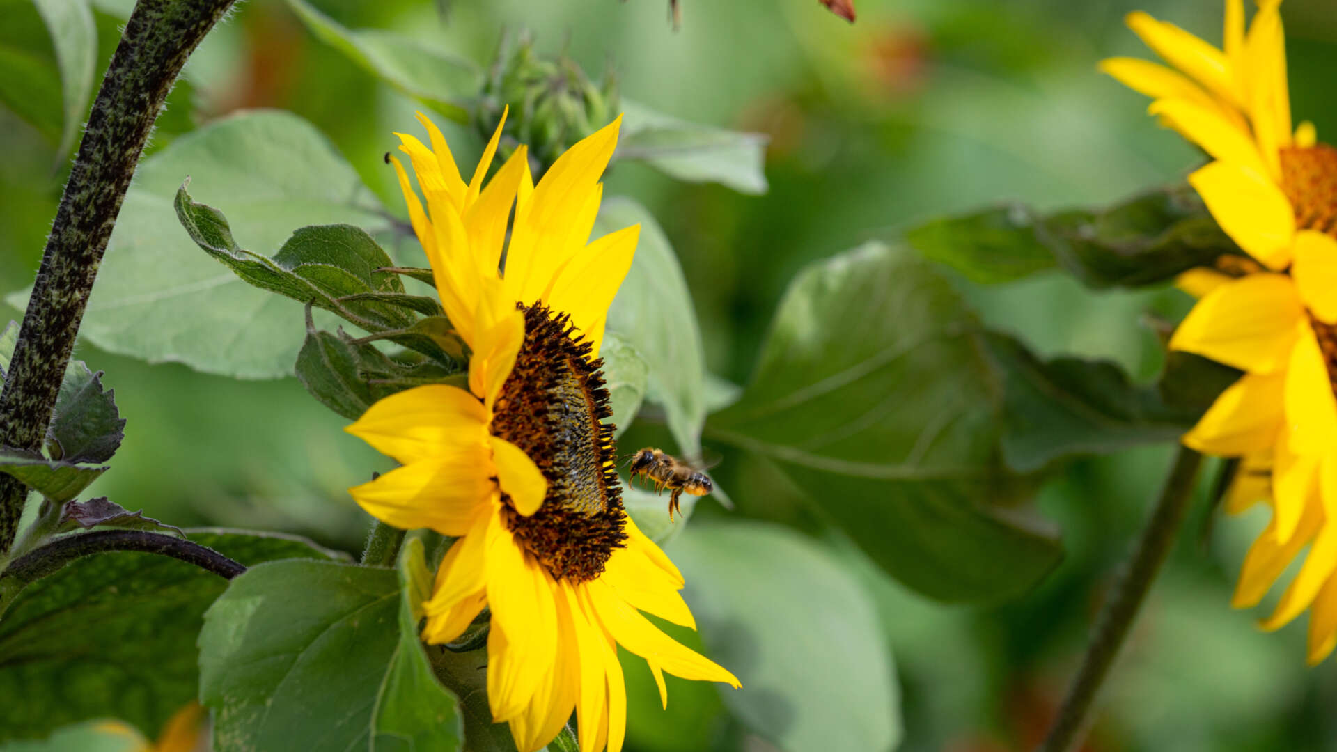 Pollinators on sunflowers