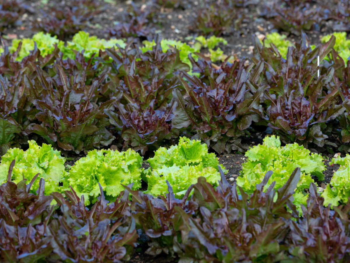 Rows of salad leaves in veg beds