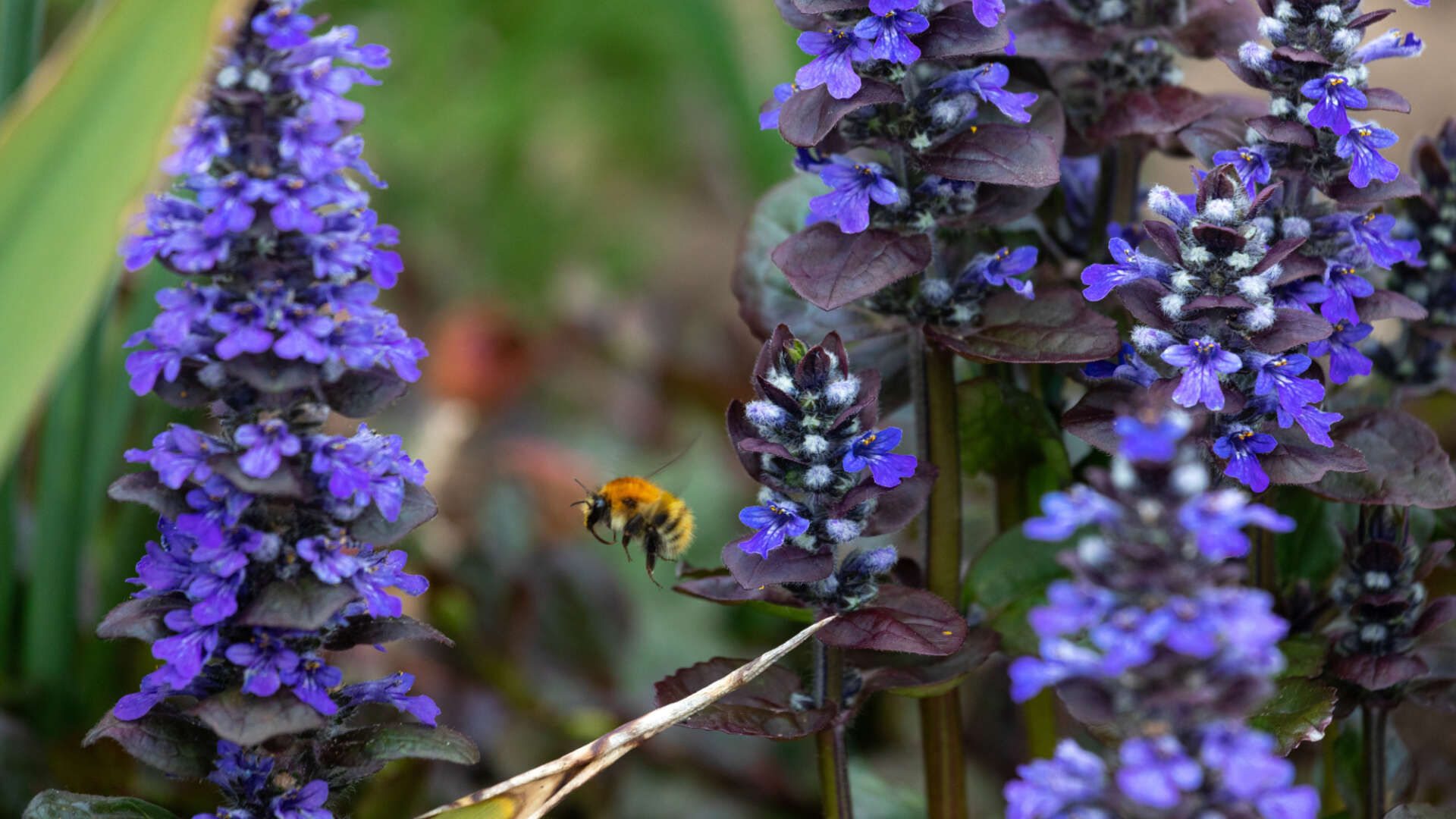 Bumblebee on Ajuga Reptans