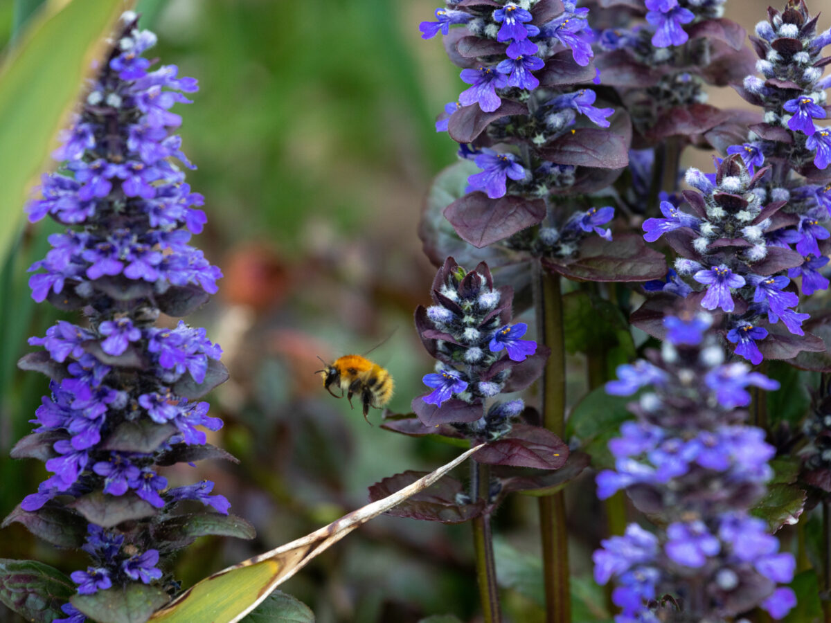 Bumblebee on Ajuga Reptans