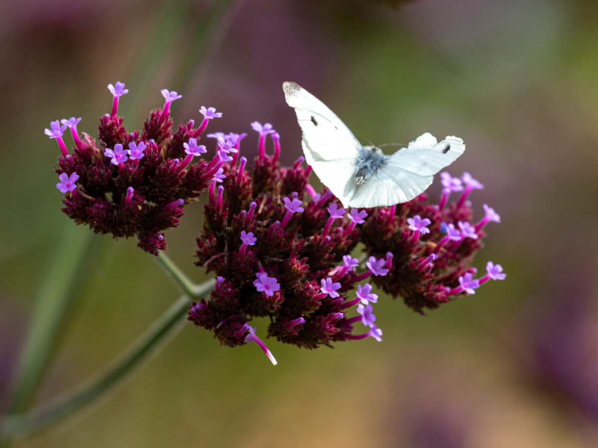 Butterfly on verbena