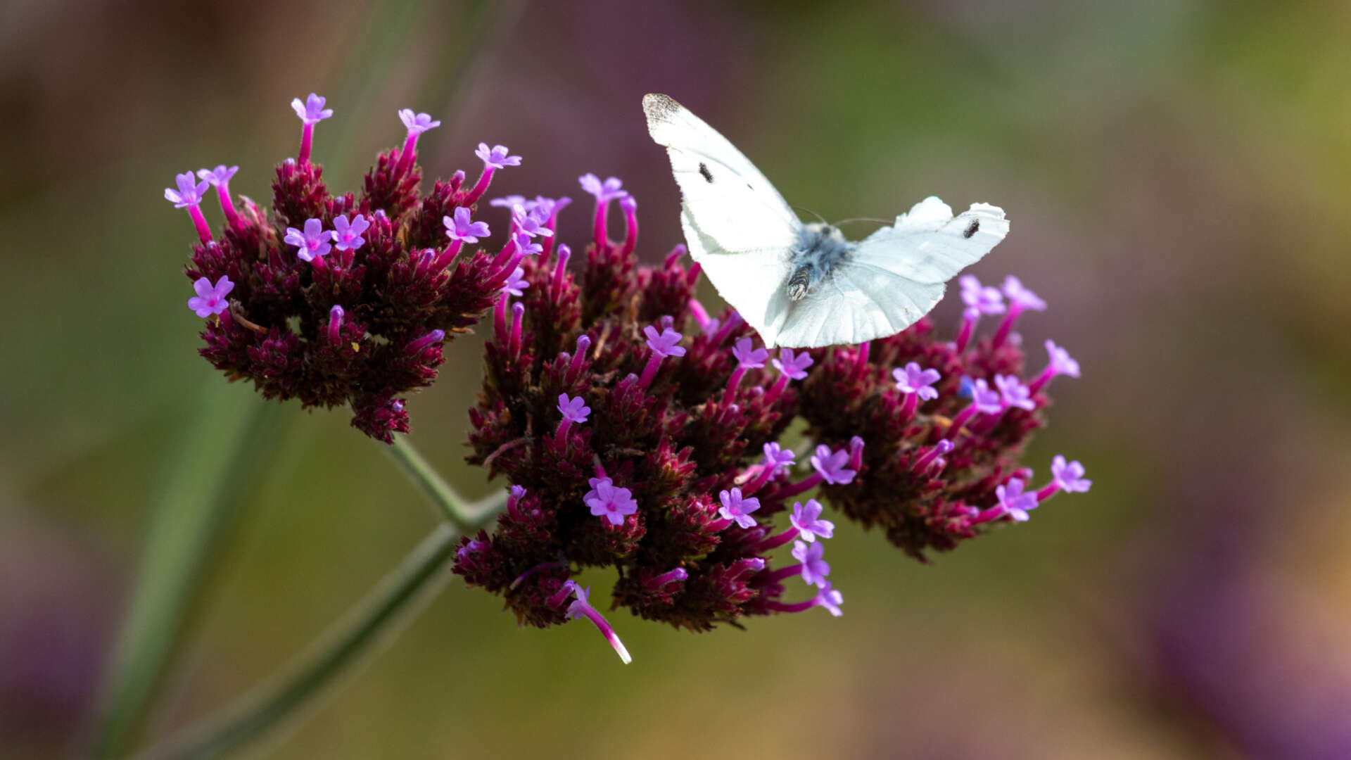 Butterfly on verbena