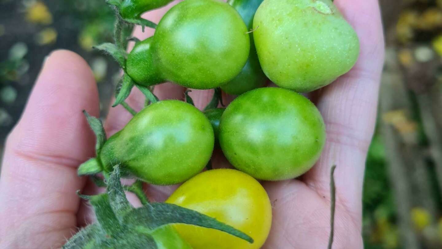 Green tomatoes