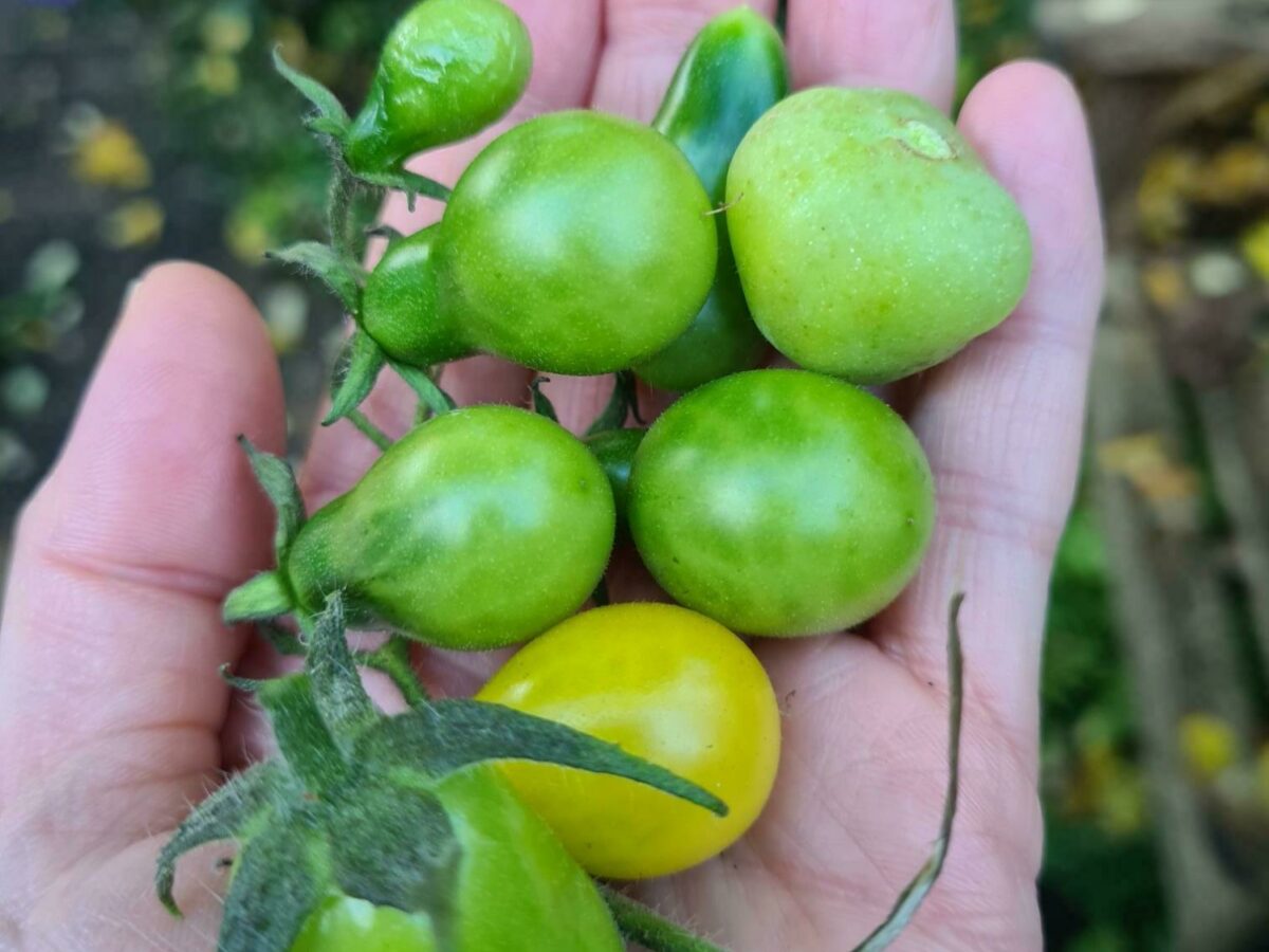 Green tomatoes