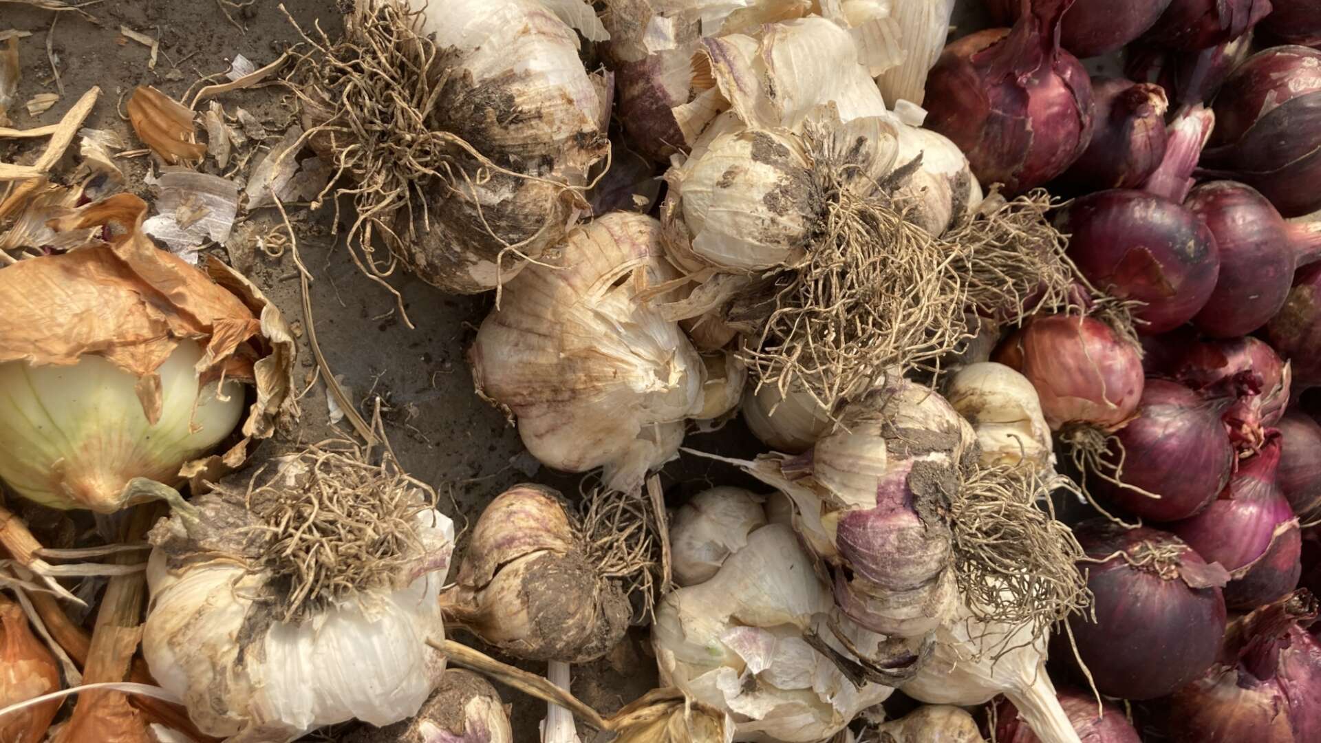 Garlic and onions harvested