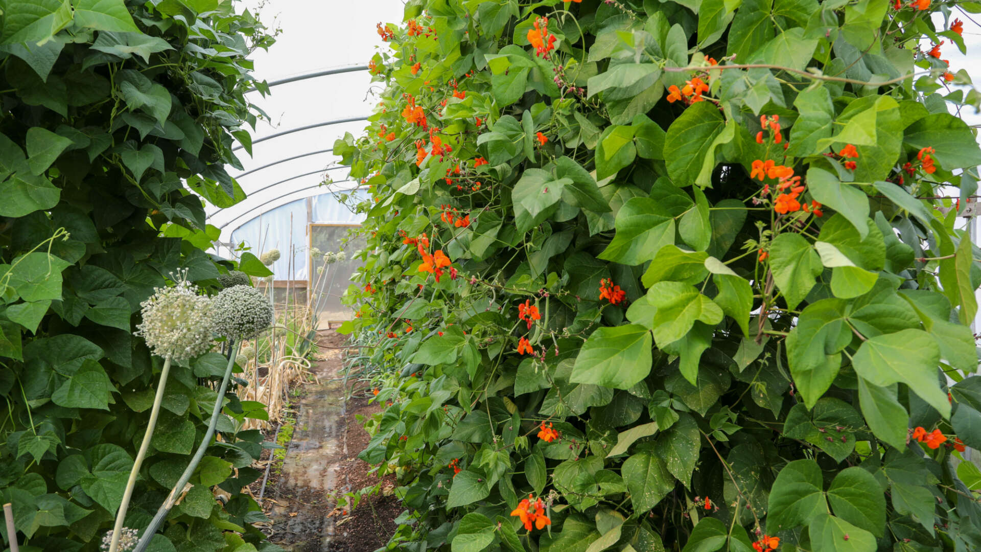 Heritage Seed Library polytunnel