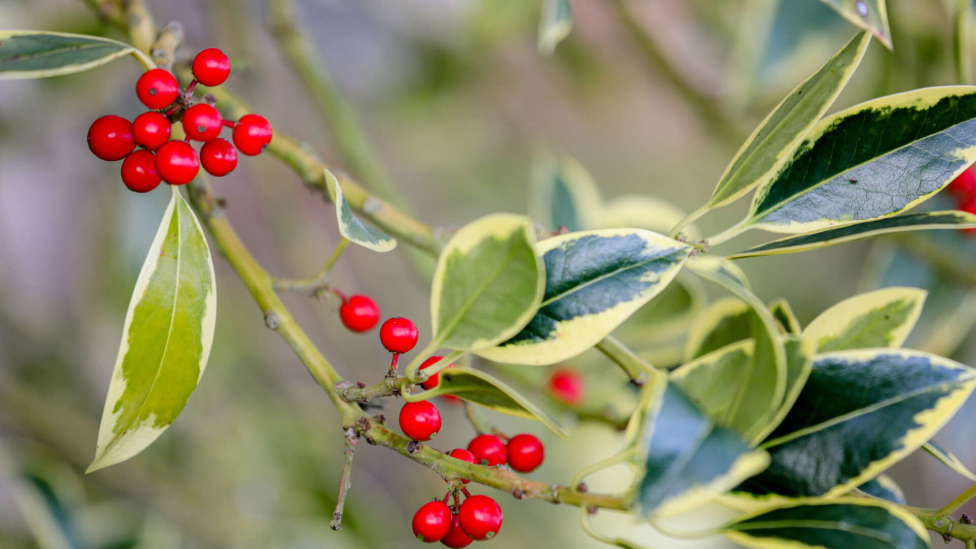 Holly Leaves and Berries