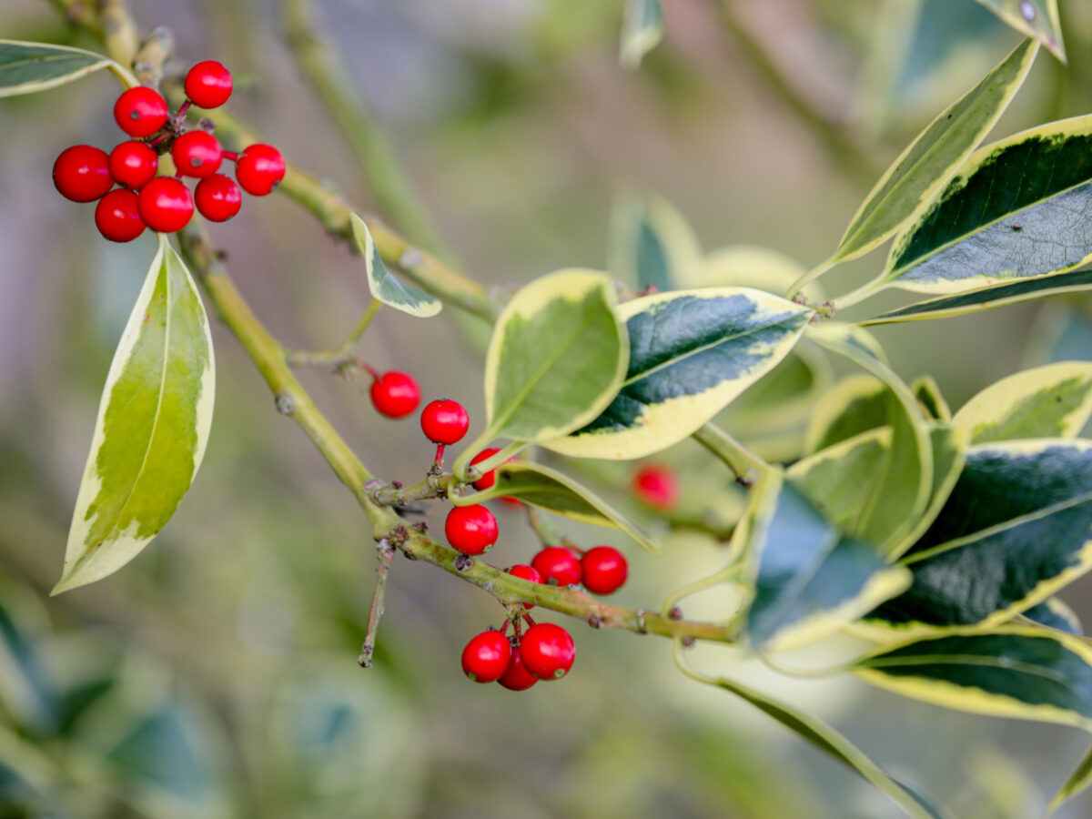 Holly Leaves and Berries