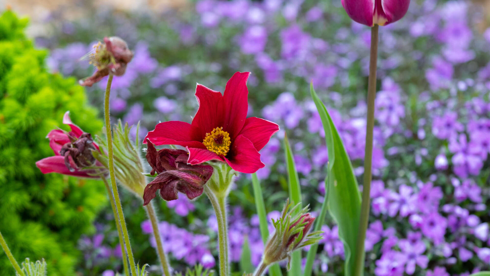 Spring flowers at Ryton gardens