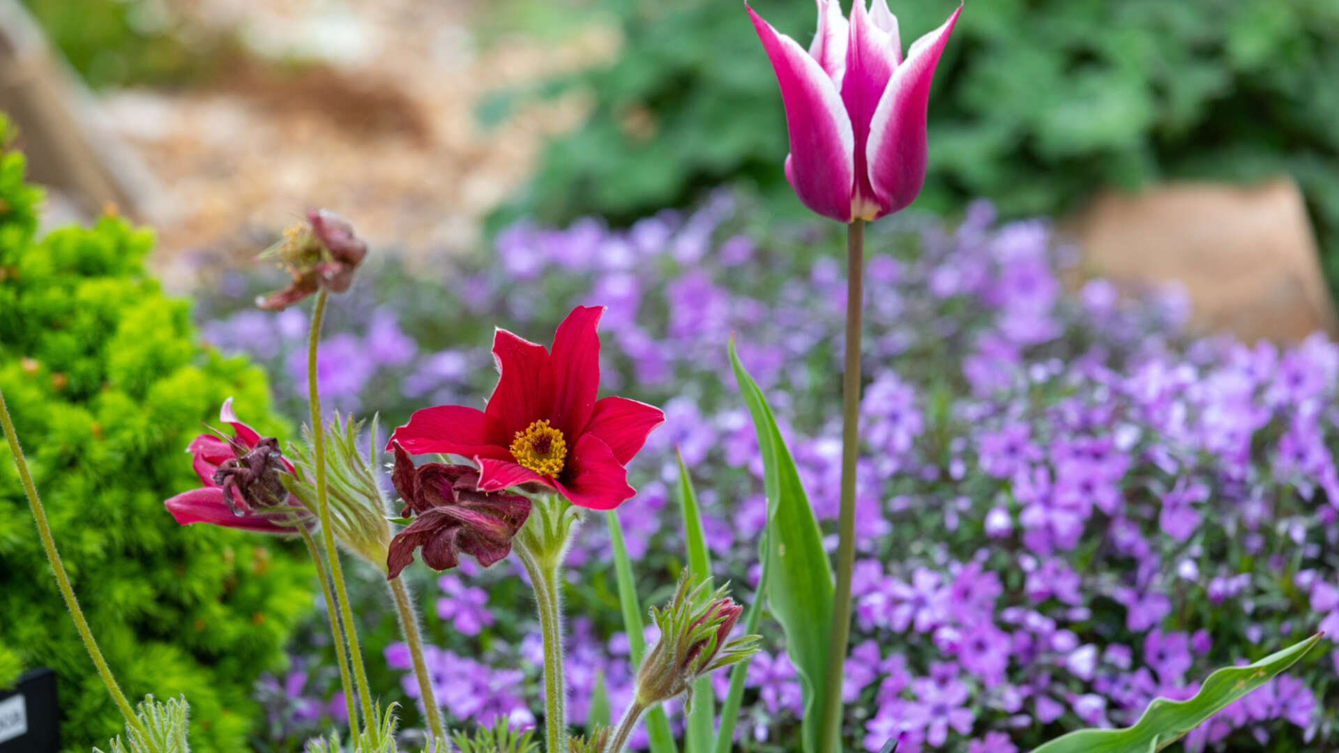 Flowers in Ryton gardens