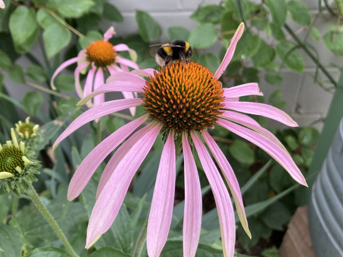 Bumblebee on echinacea.